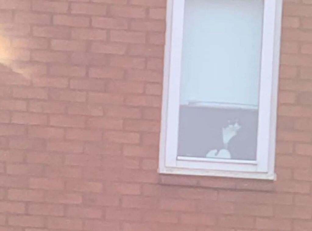 gatto osserva tutti dalla finestra