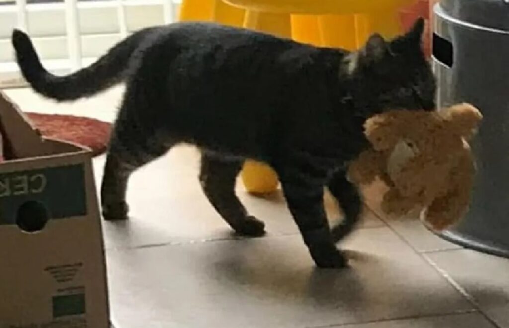 gatto gioca con peluche