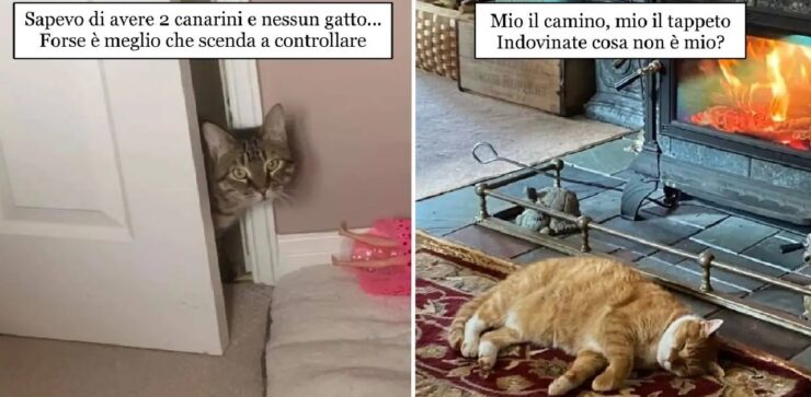 gatti che si sono appena trasferiti