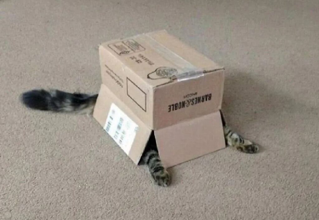 gatto nascosto dentro scatola