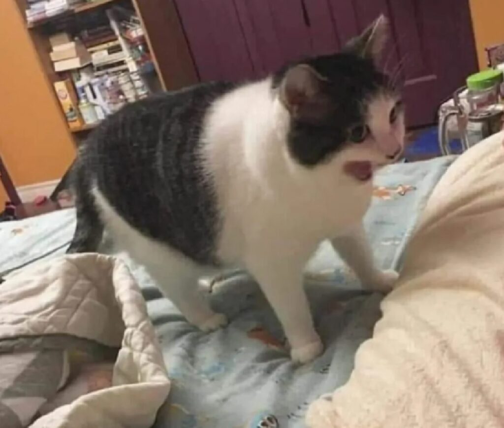 gatto urlo per sfogarsi