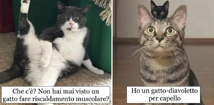 gatti così confusi da non sapere cosa fare
