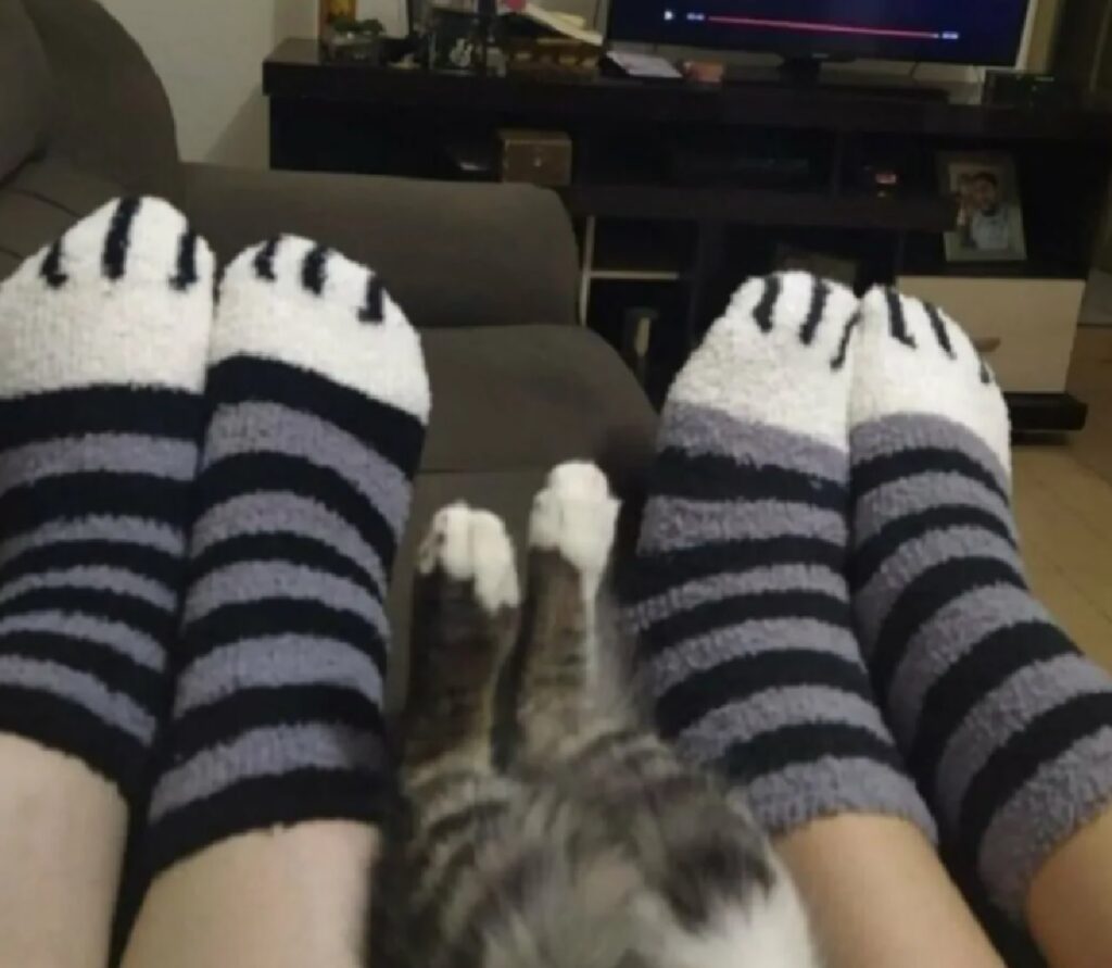 gatto zampe come calzini