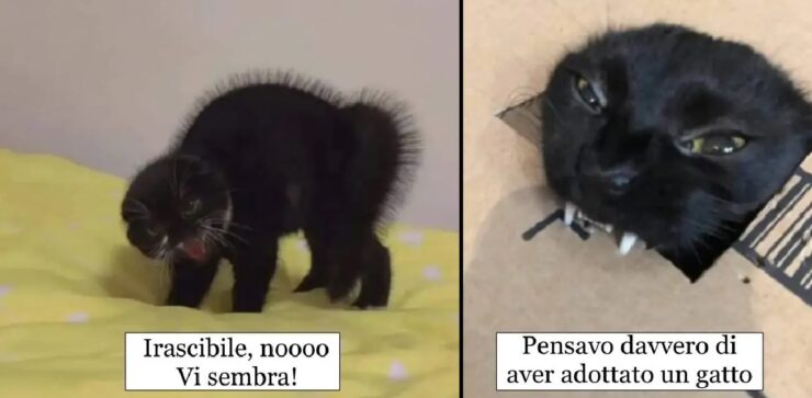 gatti divertenti per i quali non si può non ridere