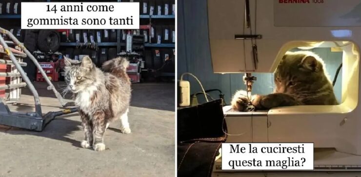 gatti operativi sul posto di lavoro