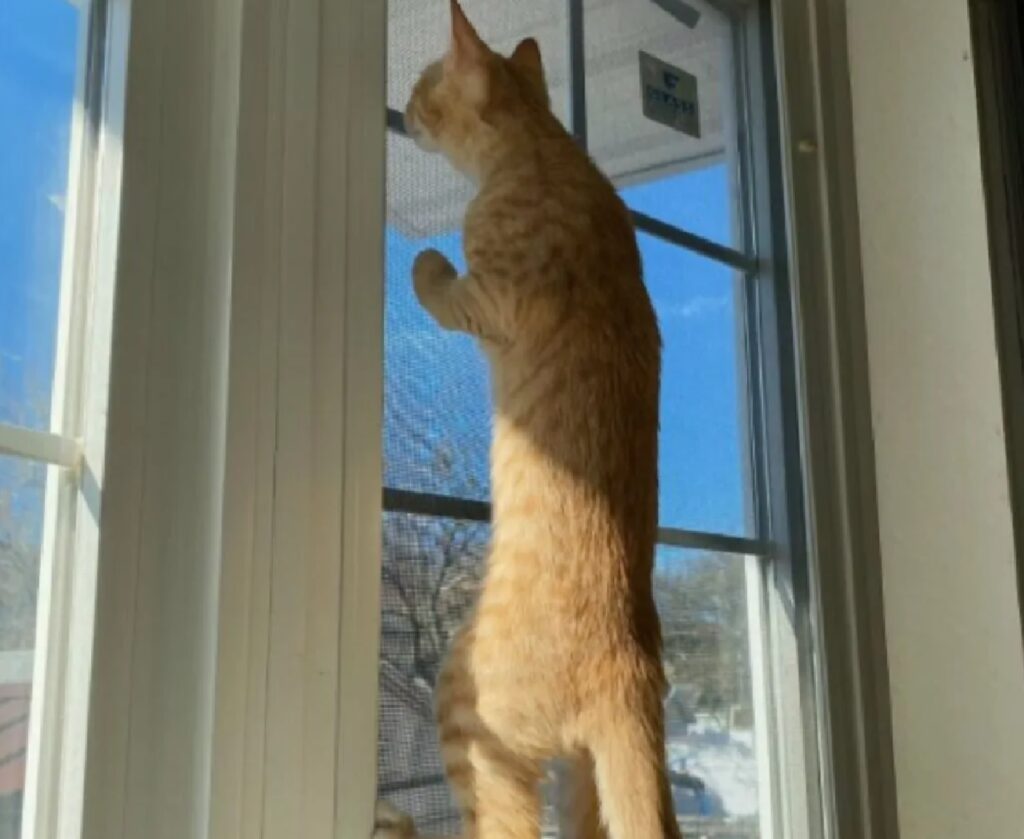 gatto in alto per guardare meglio