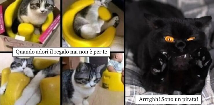 gatti non si guardano con gli stessi occhi