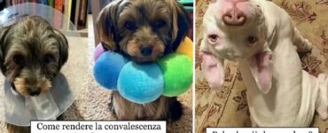 cani in grado di tirarvi su la vita