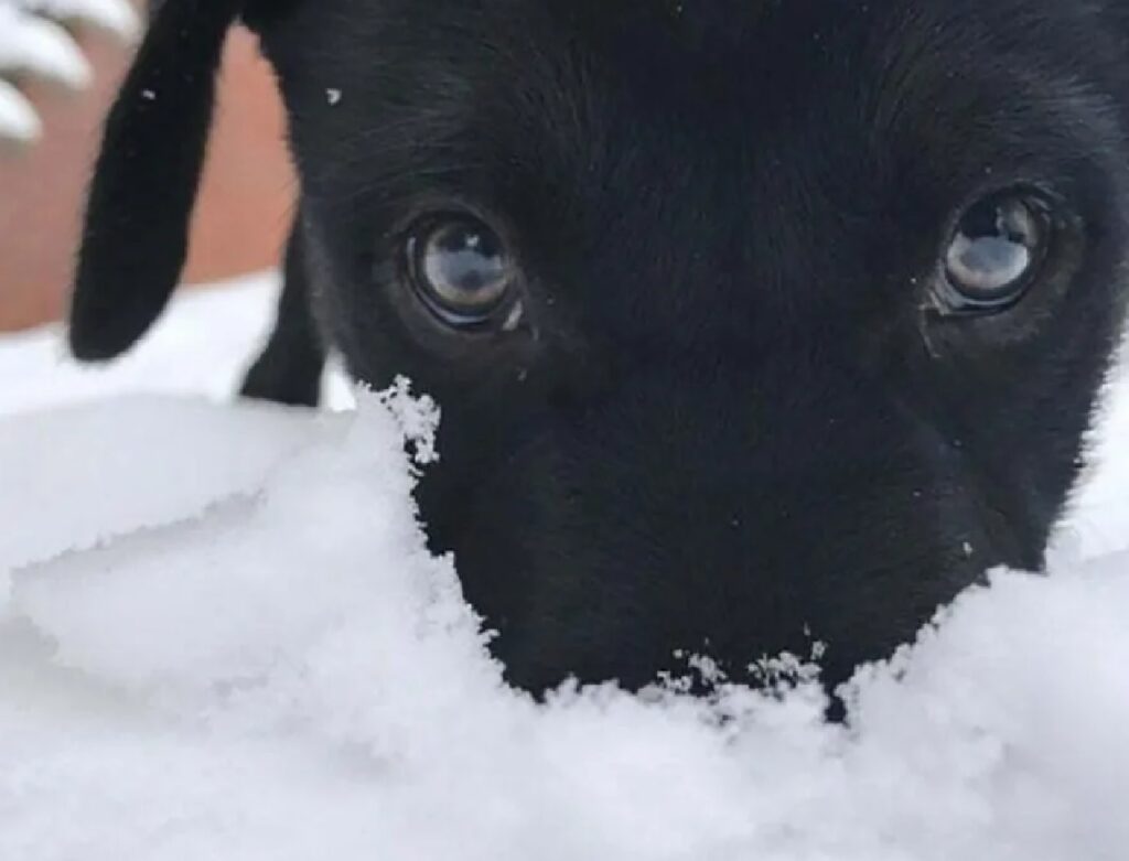 cane immerge muso nella neve