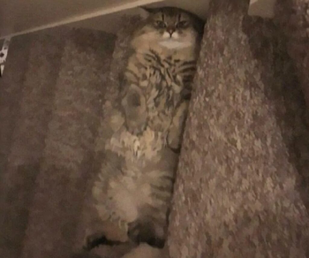 gatto mimetizzato con scale