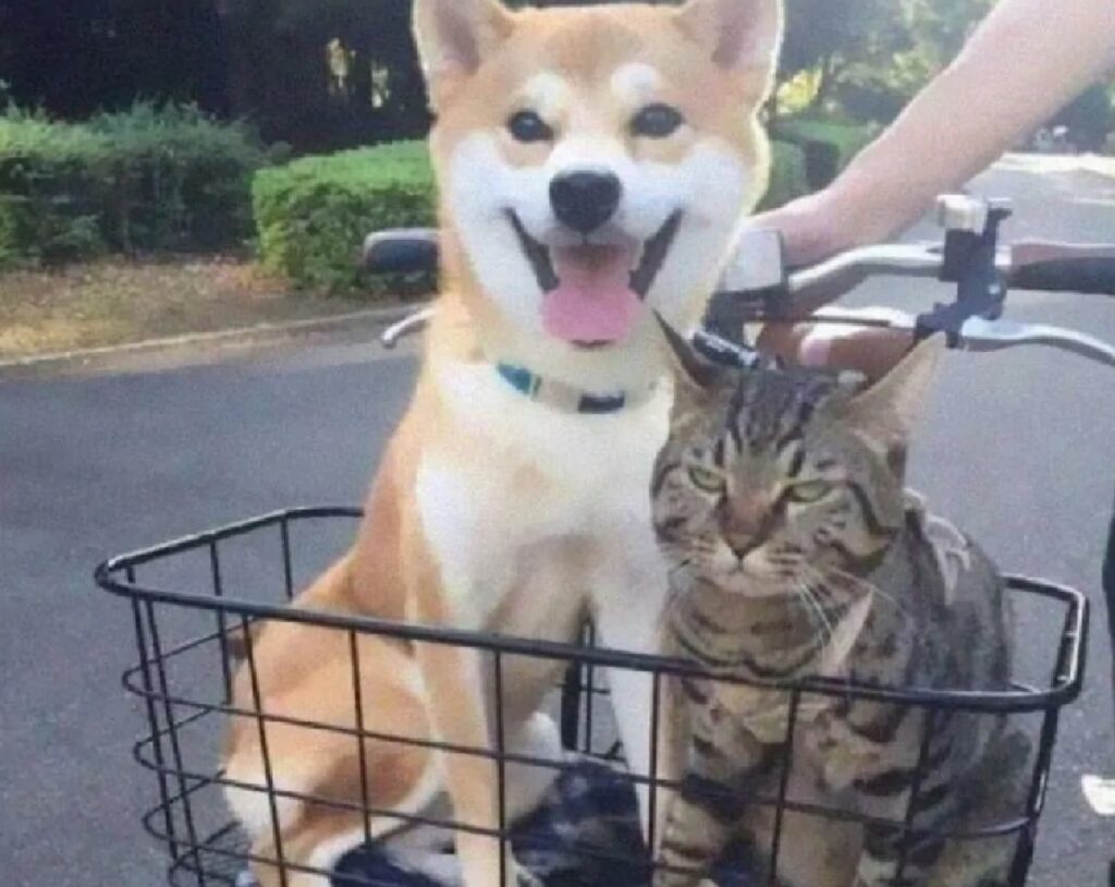 gatto dentro carrello con cane