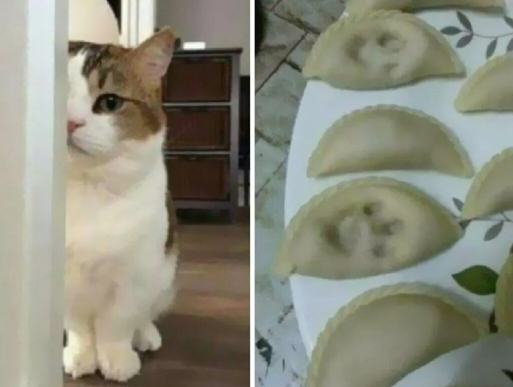 gatto zampe su cibo