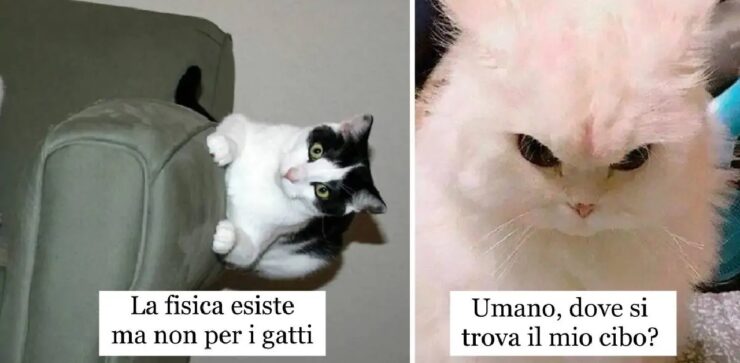 gatti simpatici che sanno come far ridere