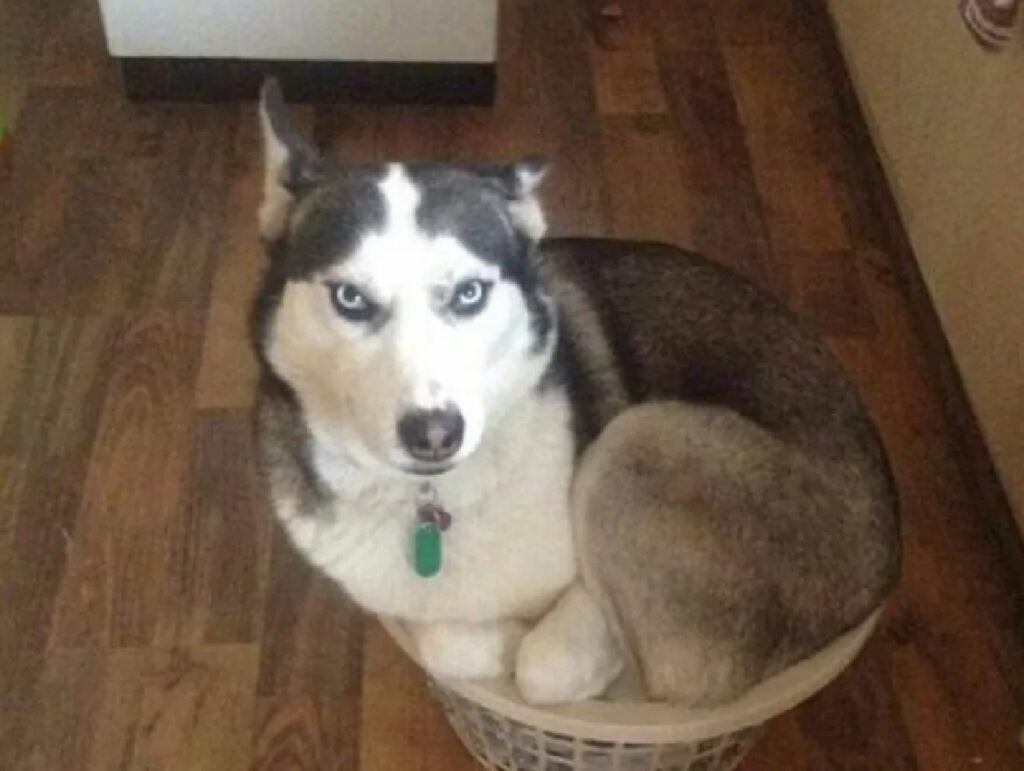 husky dentro la cesta