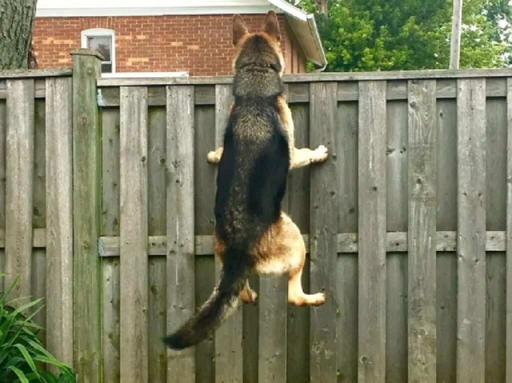 cagnolino si arrampica