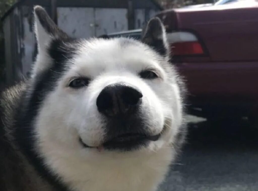 cagnolino sorriso dolce