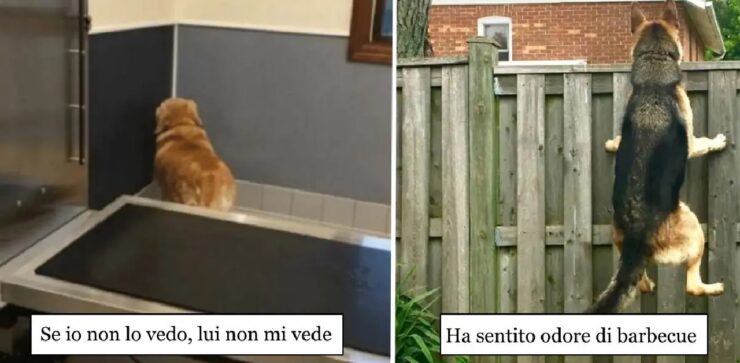 cani tanto teneri quanto divertenti