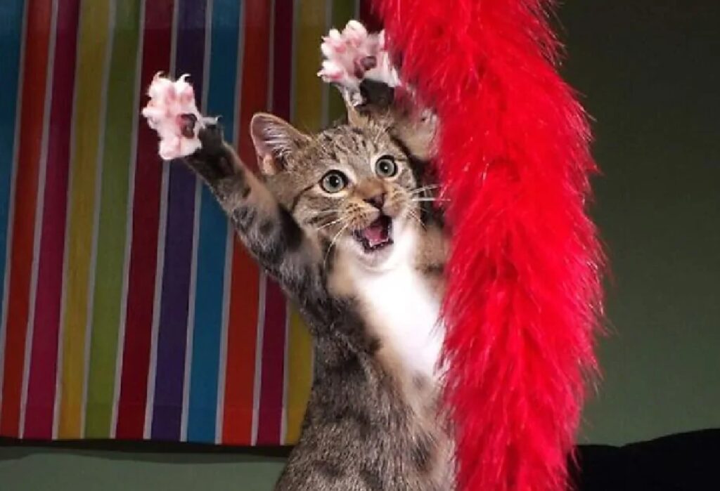 gatto gioca con piume rosse