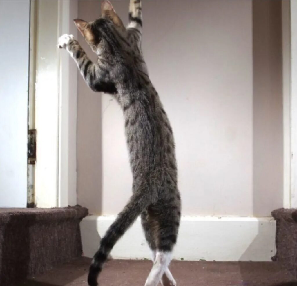 gatto danza classica