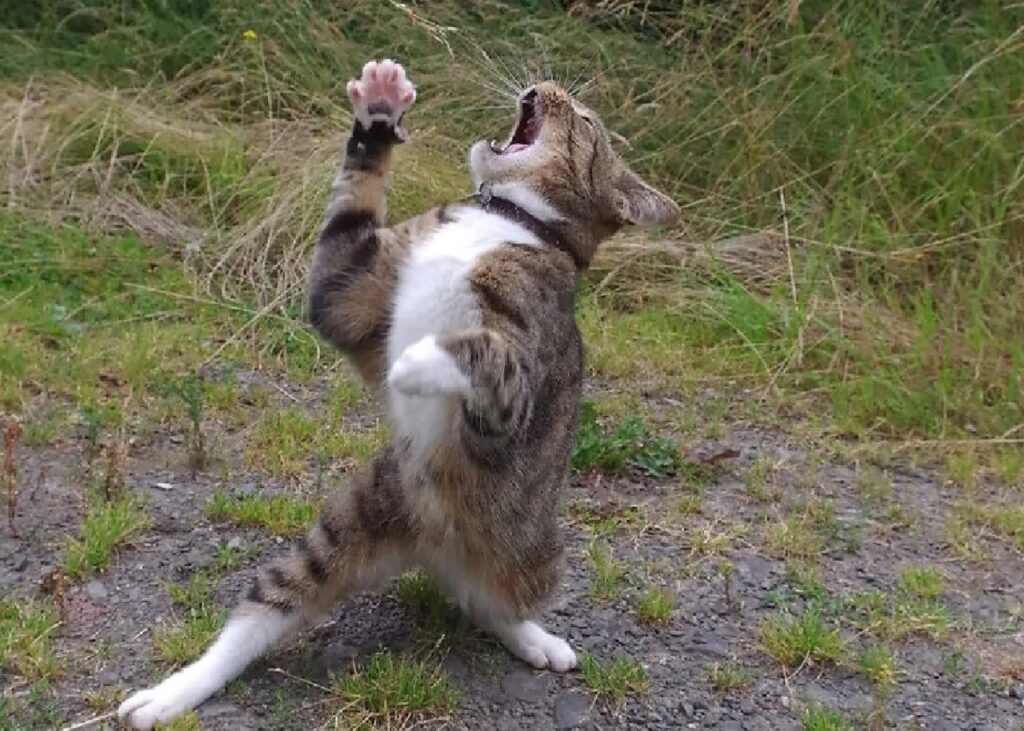 gatto recitazione perfetta