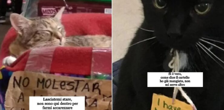 gatti che hanno combinato guai