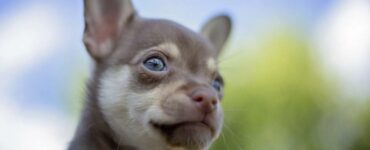 Chihuahua cane