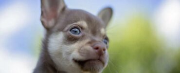 Chihuahua cane