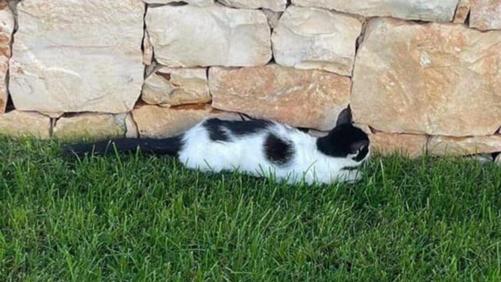 Una scuola ha adottato una piccola gattina cieca che nessuno voleva