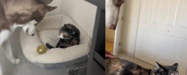 Questo Husky non capisce perché il gatto non vuole giocare con lui: la sua reazione è dolcissima