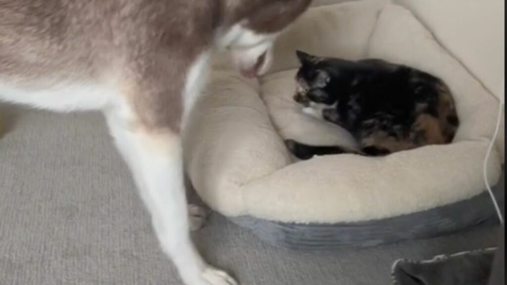 Questo Husky non capisce perché il gatto non vuole giocare con lui: la sua reazione è dolcissima