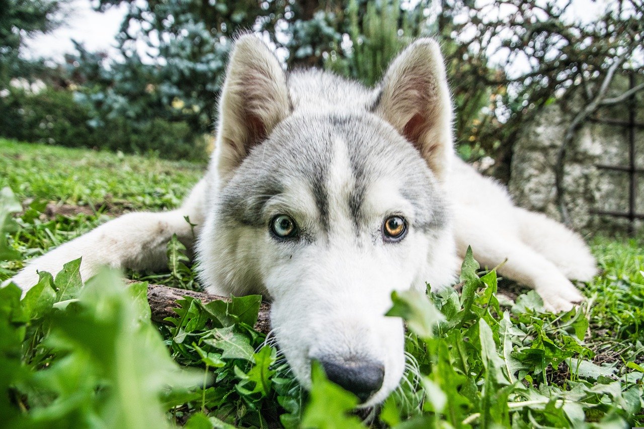 Husky cane