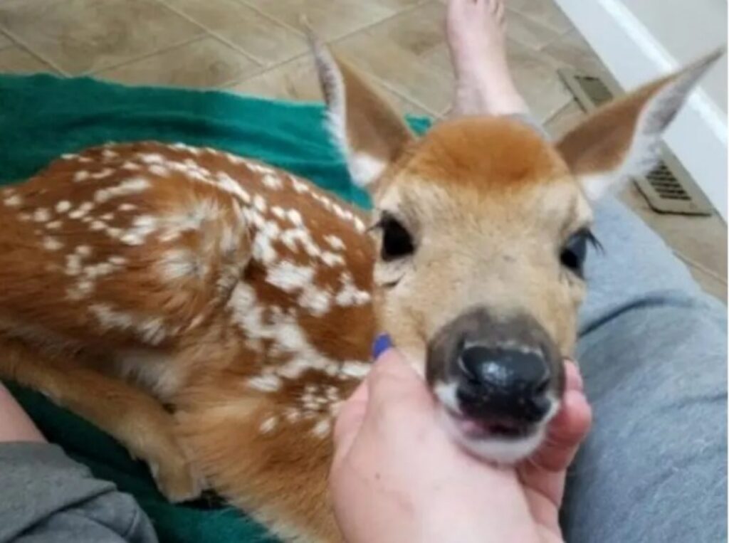 cucciolo di cervo accolto