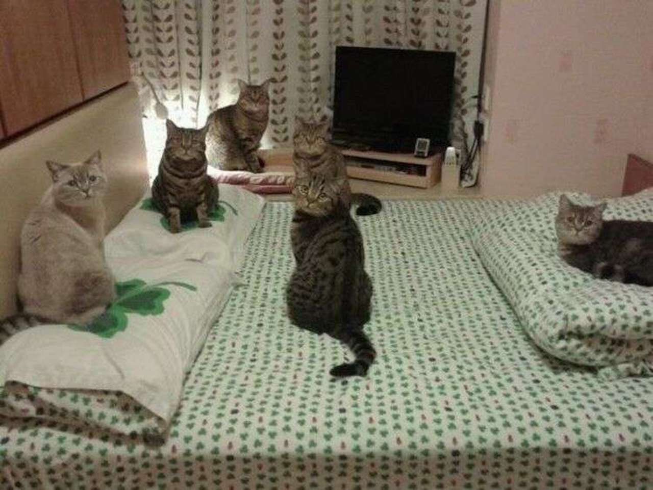 agenti segreti gatti