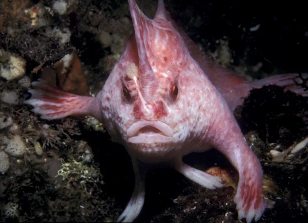 pesce rosa