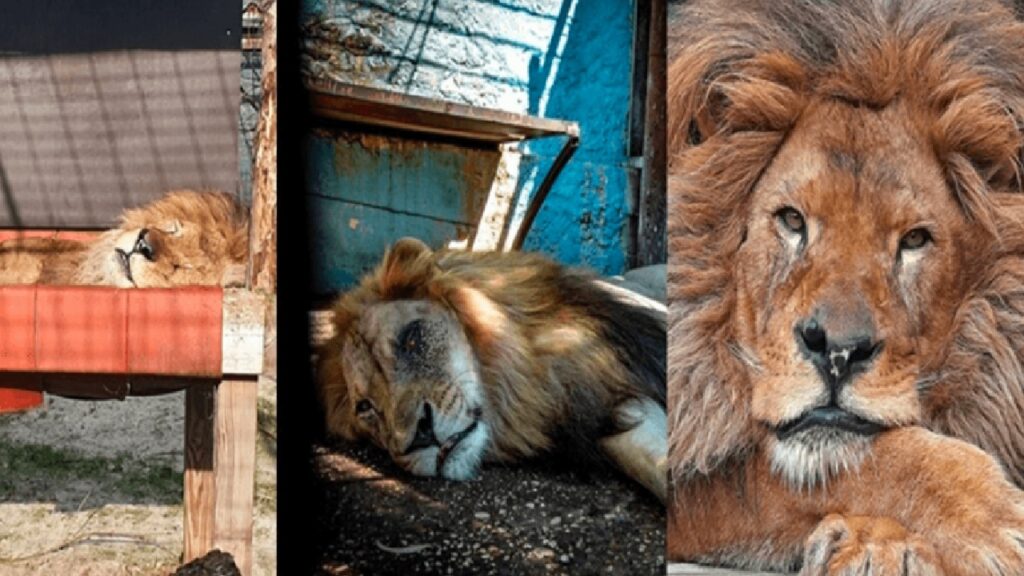 bob il leone sopravvissuto allo zoo peggiore del mondo