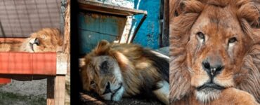 bob il leone sopravvissuto allo zoo peggiore del mondo
