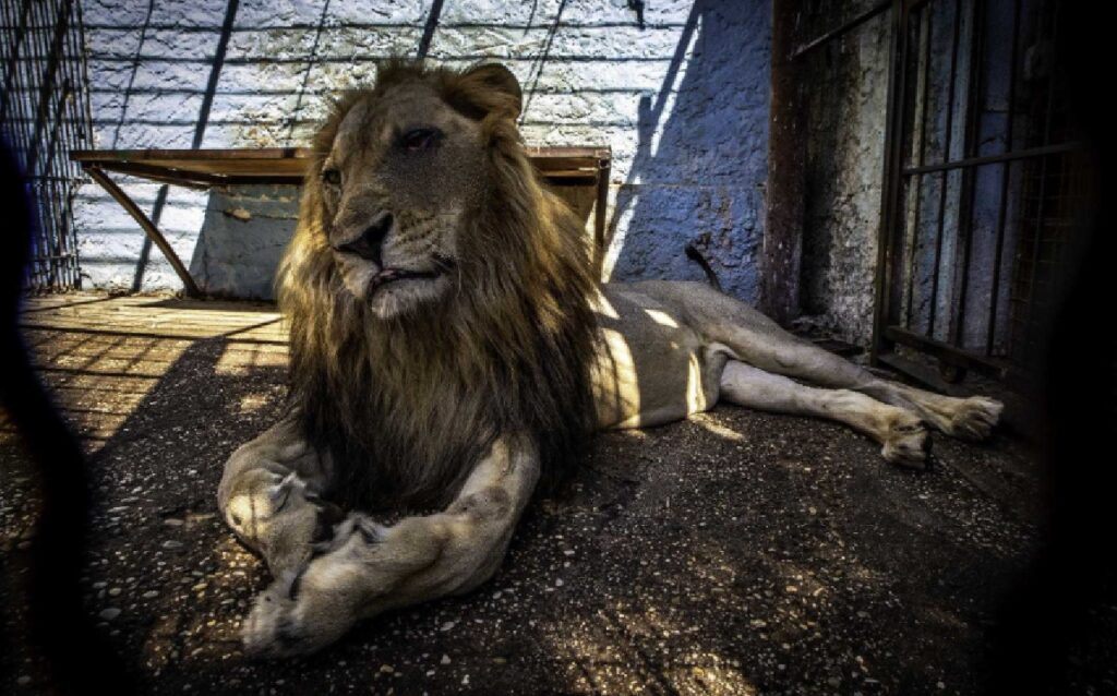 il leone salvato dal peggior zoo al mondo