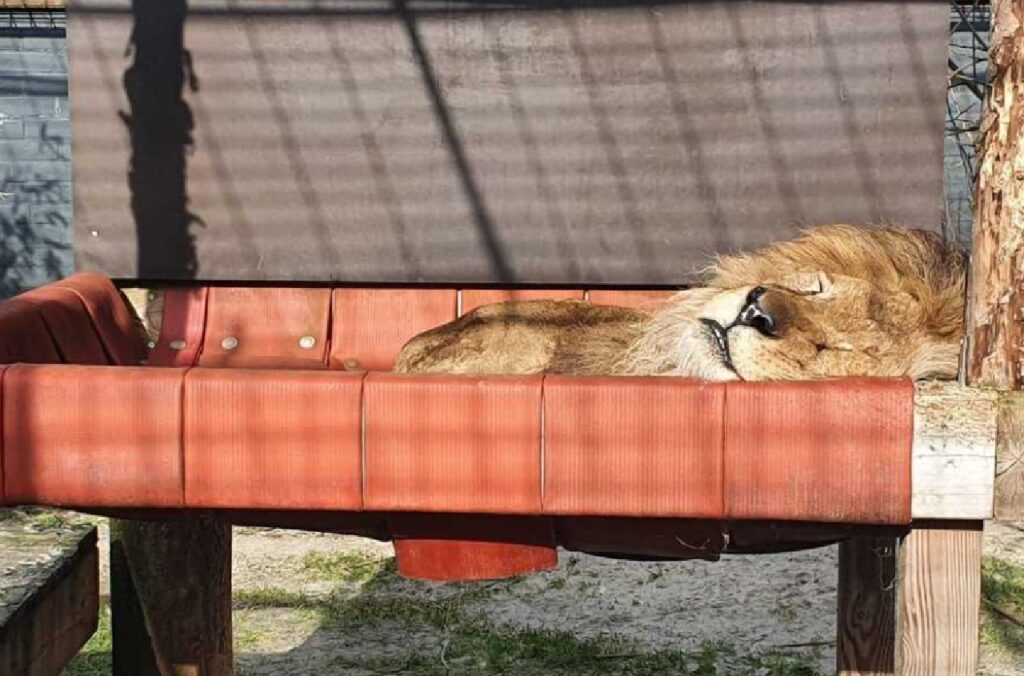 bob leone salvato dallo zoo