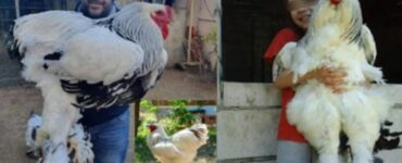 brahma indiano