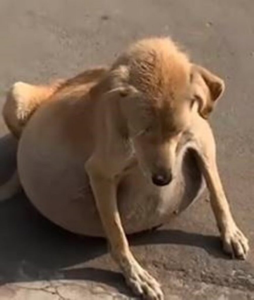 cagnolina con liquido nello stomaco