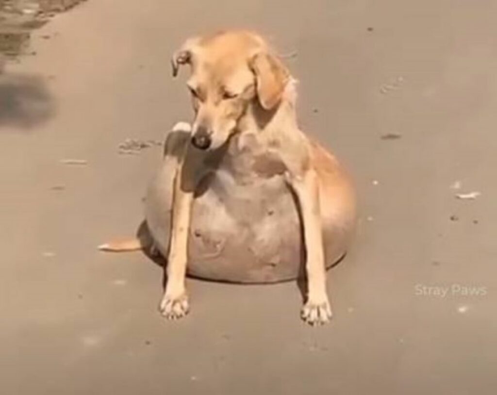 cagnolina per strada