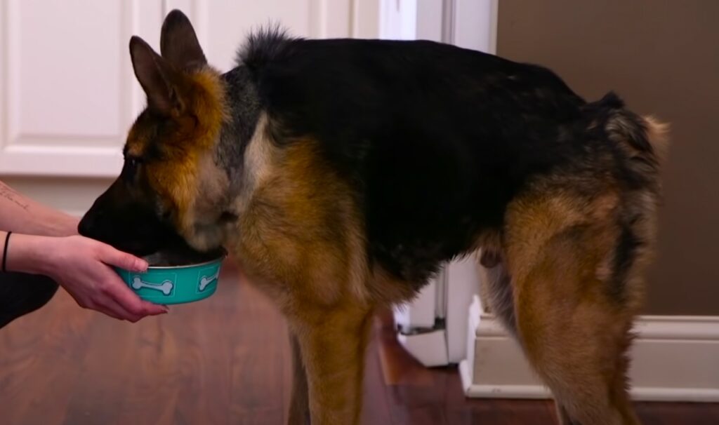 Cagnolino speciale mangia