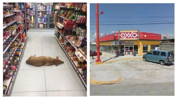 cagnolino viene salvato fuori un negozio