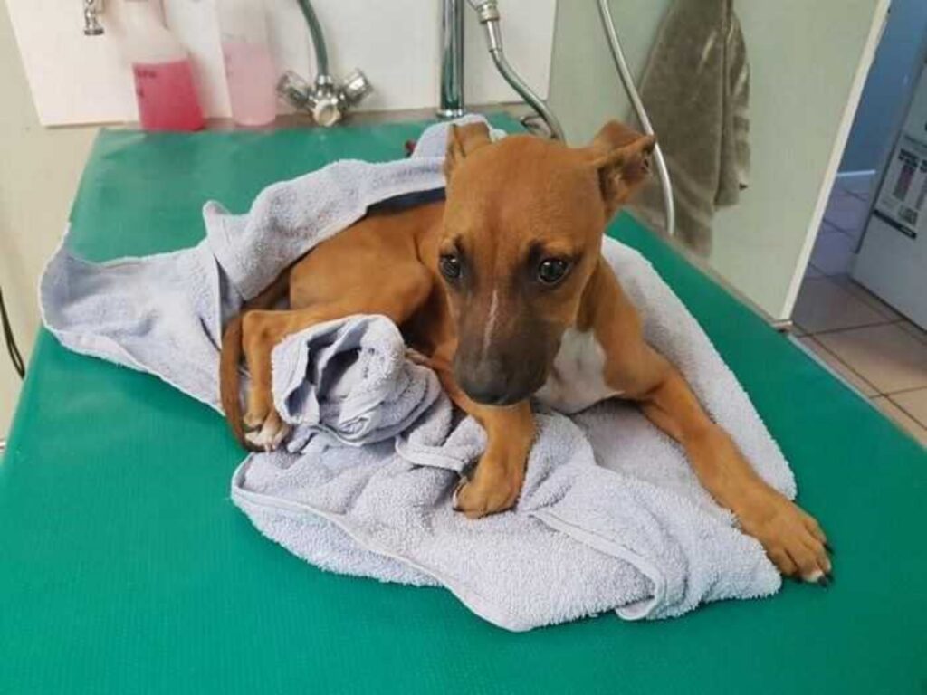 bambino cammina 2 miglia per salvare il suo cane