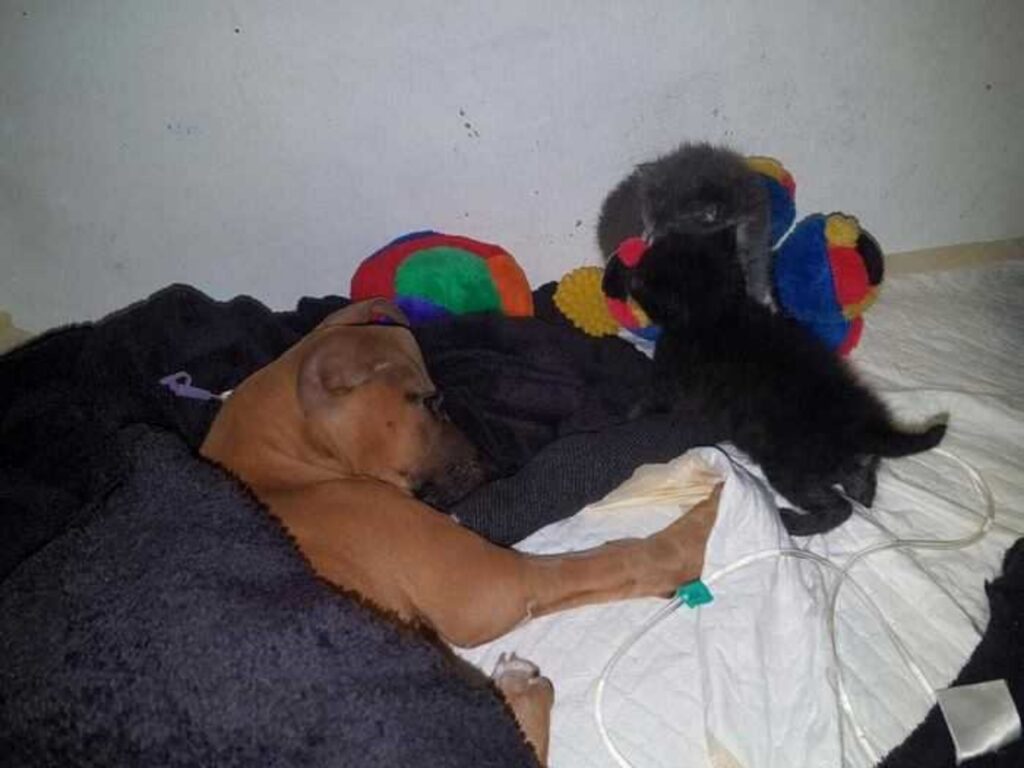 bambino cammina 2 miglia per salvare il suo cane