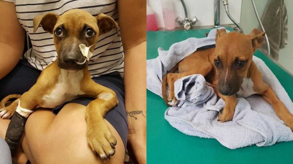 bambino cammina 2 miglia per salvare il suo cane