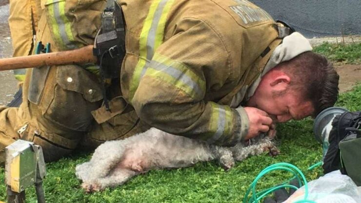 Pompiere salva un cane da una casa in fiamme, ma si rifiuta di lasciarlo andare: cerca di salvarlo in tutti i modi