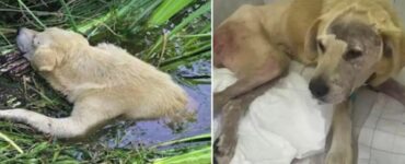 Un cane paralizzato è finito in un fiume dopo essersi ferito: versa lacrime di gioia quando viene salvato