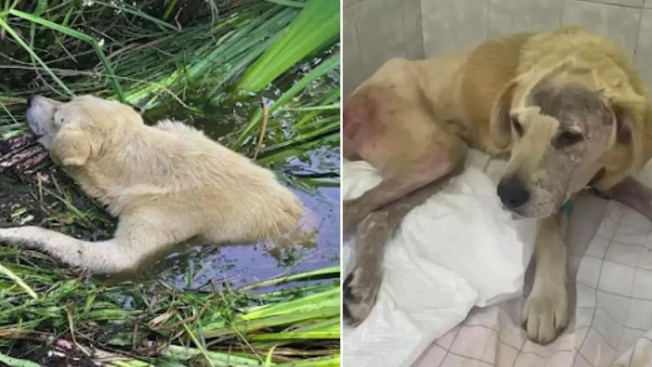 Un cane paralizzato è finito in un fiume dopo essersi ferito: versa lacrime di gioia quando viene salvato