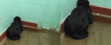 Questo cane vive in un rifugio e non riesce a guardare lontano dal muro: il veterinario scopre cosa gli è successo